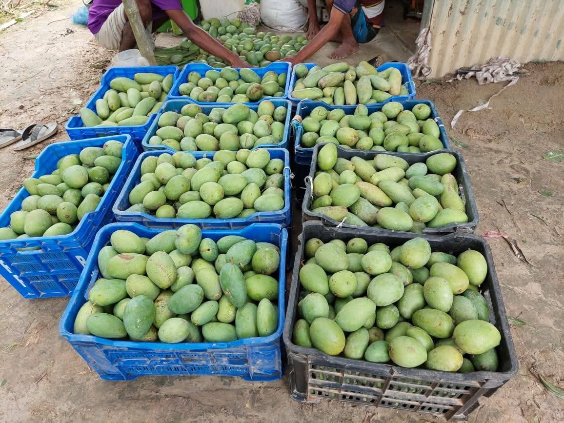 পরিপক্ক আমরুপালি আম